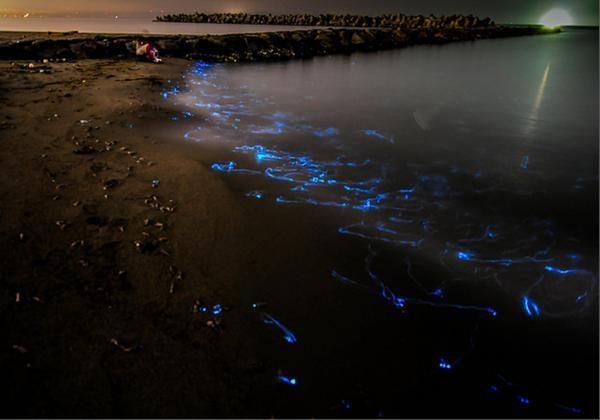 日本海岸上的奇怪一幕：海面泛出蓝光，还会不断移动