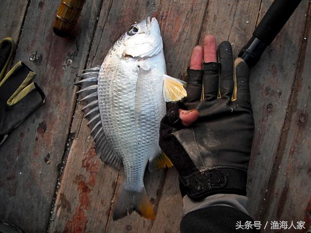 难得假期一天，无聊出海垂钓，满满都是巴掌大的腊鱼，煮汤真是好