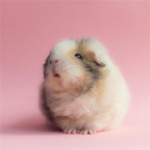 动物图集：呆萌的荷兰鼠
