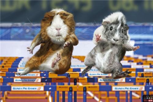 动物图集：呆萌的荷兰鼠