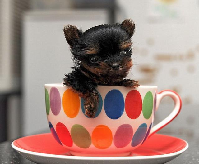 镜头下：世界上最小的狗狗，身高仅有5厘米，可放进茶杯里