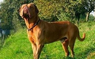 法国最凶悍被多地命令禁养的恶犬：波尔多犬完胜比特