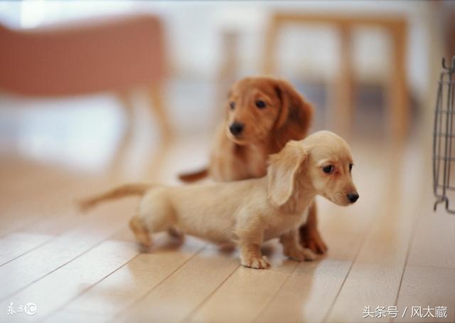 腊肠犬 有三种不同的被毛类型：平毛型，刚毛型，长毛型