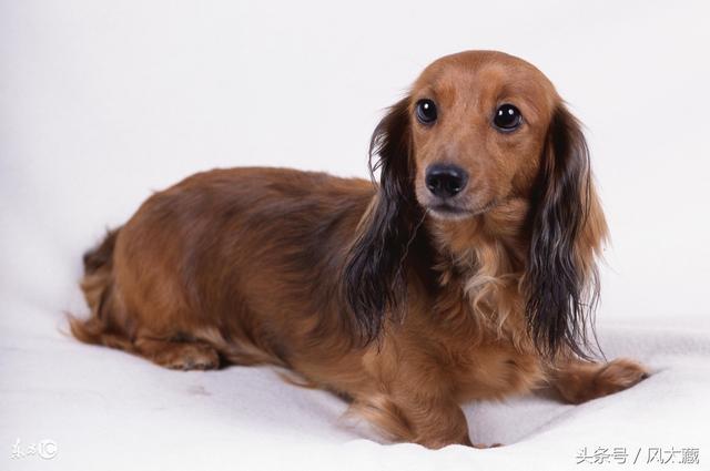 腊肠犬 有三种不同的被毛类型：平毛型，刚毛型，长毛型