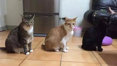 主人剥虾时转头看到家里的三只猫咪竟然在排队，喵：能开饭了吗？