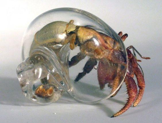 寄居蟹在螺壳内是这个样子