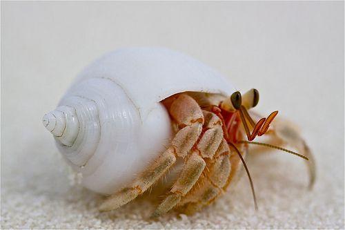 寄居蟹在螺壳内是这个样子