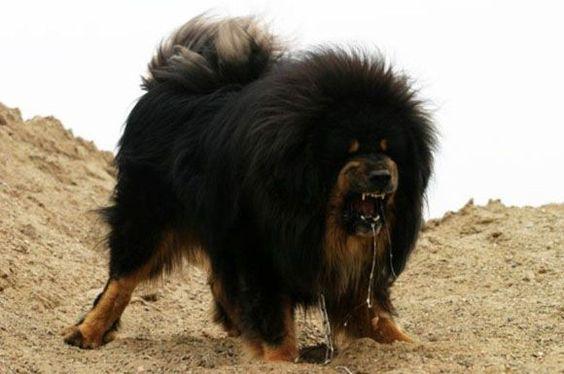 藏獒 Tibetan Mastiff
