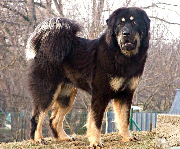 藏獒 Tibetan Mastiff