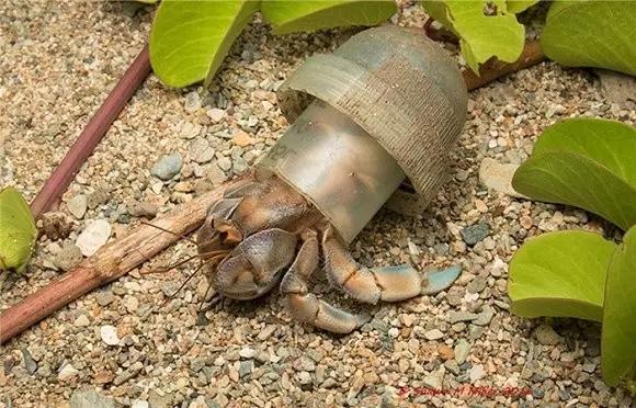 好多寄居蟹“蜗居”在海洋垃圾中，瓶盖成了它们的新家，看着心酸
