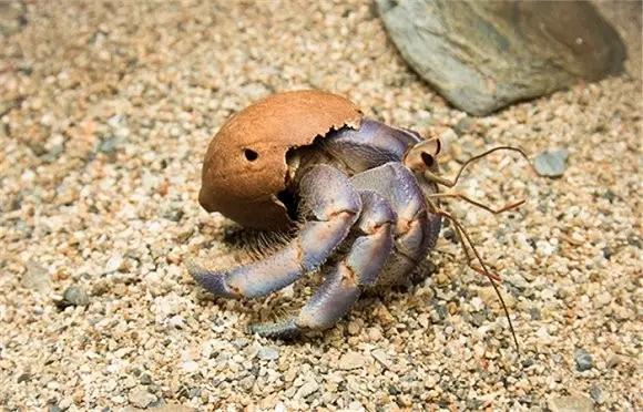 好多寄居蟹“蜗居”在海洋垃圾中，瓶盖成了它们的新家，看着心酸