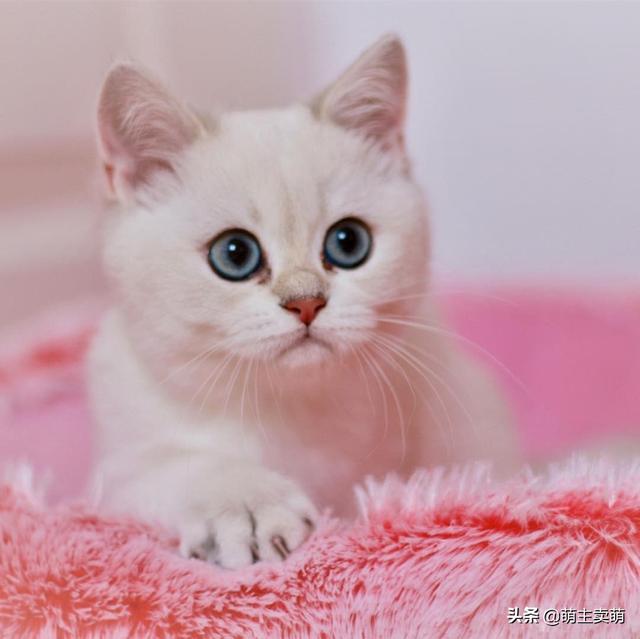 可爱的英国短毛猫 从小就是一个包子大圆脸长大了还不得成圆猪头