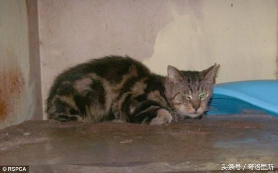 新加坡女子收养数百只流浪猫，给它们买猫粮，自己却饿到皮包骨