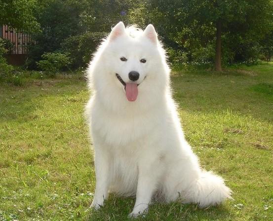最会微笑的狗狗:纯白色治愈系萨摩耶一条价值8万