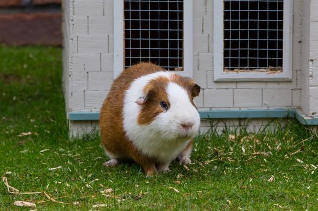 荷兰猪图片