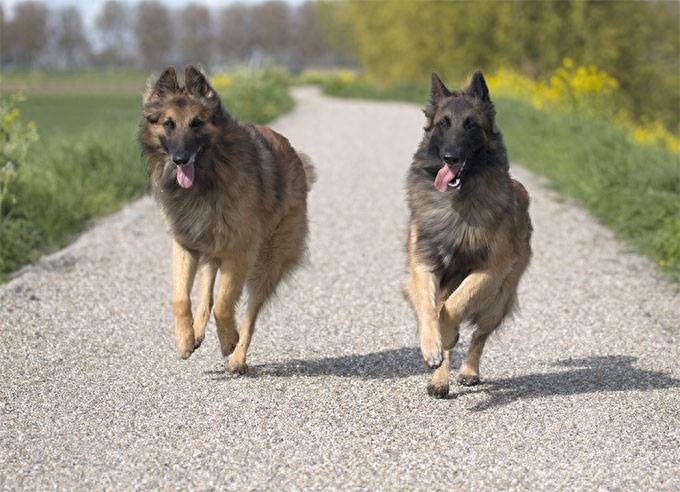 气质文雅高贵的世界名犬—比利时坦比连犬！