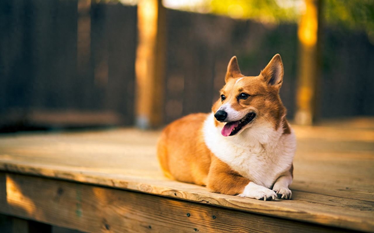 世界名犬大全（三）