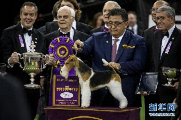 威斯敏斯特犬展 硬毛猎狐梗犬“国王”获评2019最佳秀犬