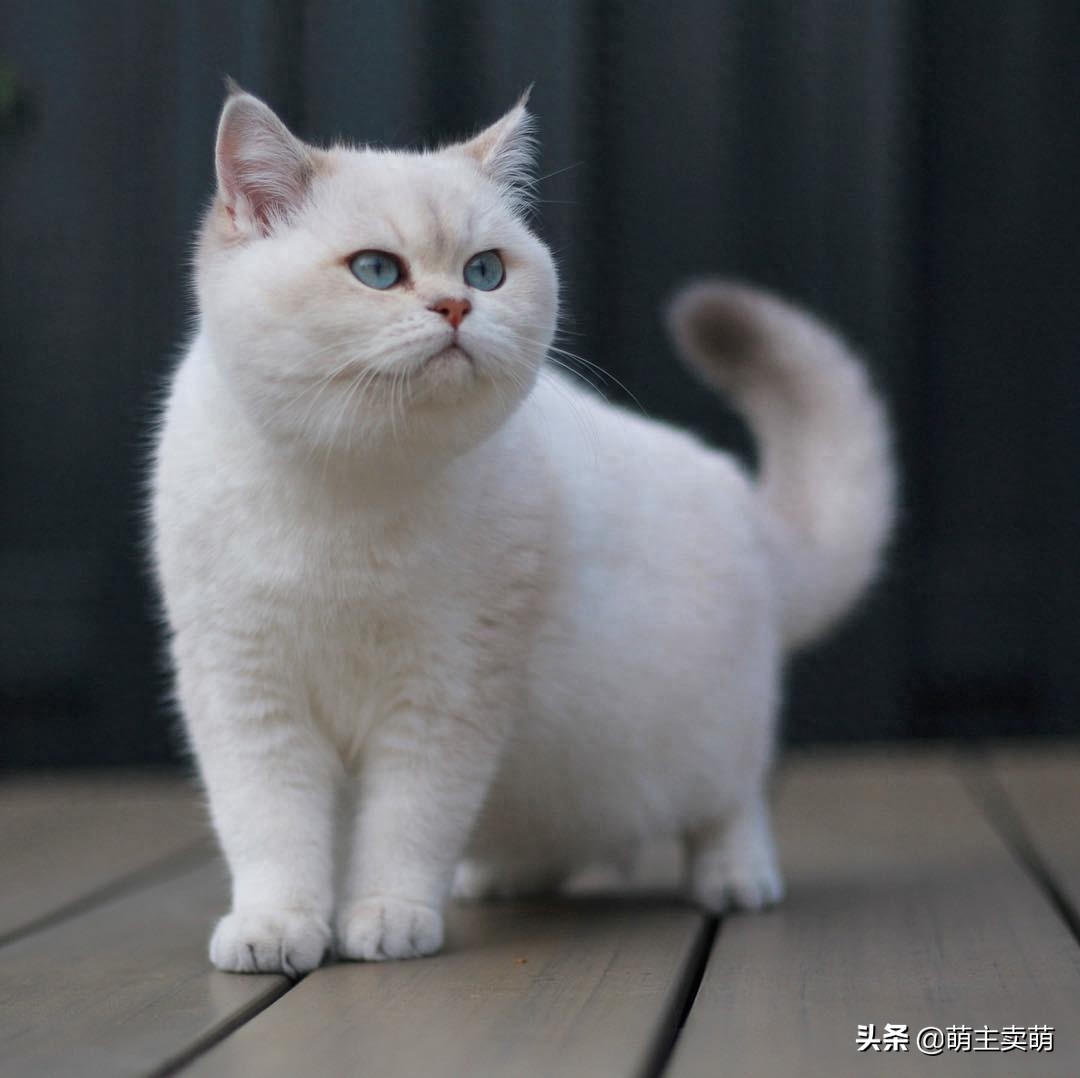 可爱的英国短毛猫 从小就是一个包子大圆脸长大了还不得成圆猪头