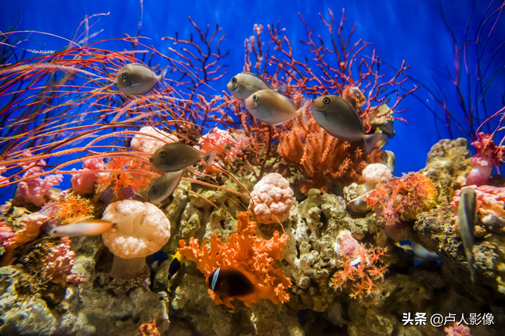 水族馆里的小丑鱼