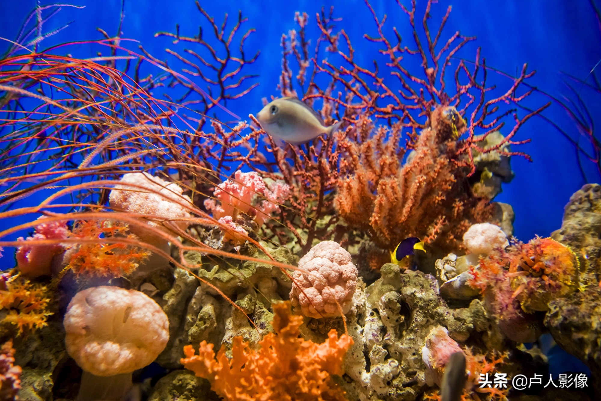 水族馆里的小丑鱼