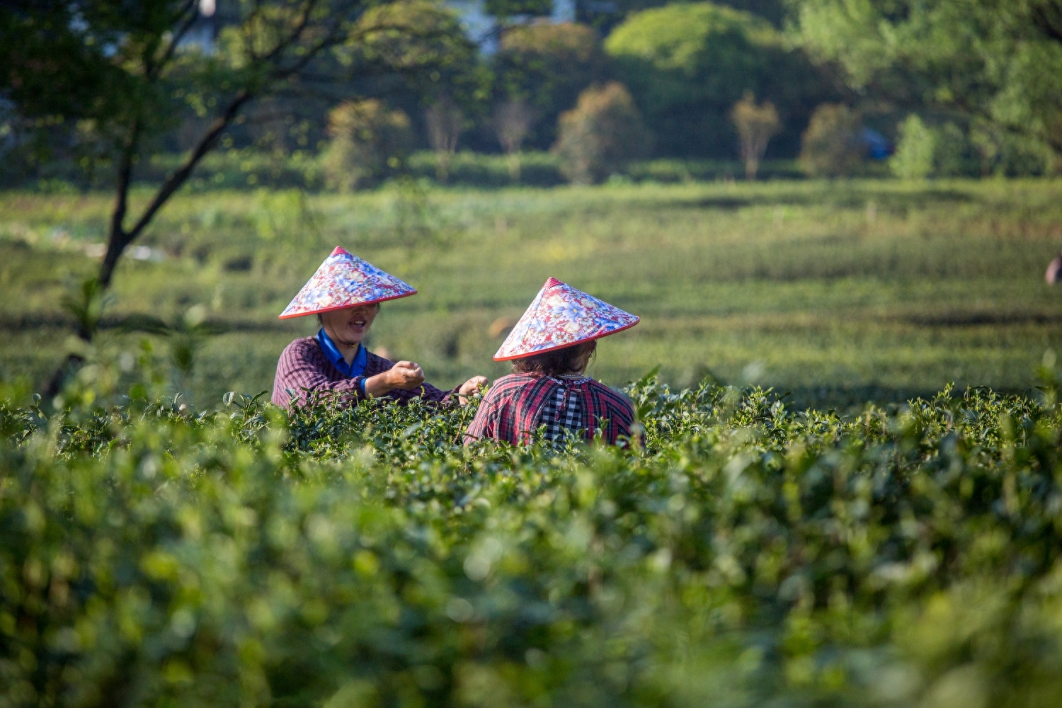 看似平常的一杯龙井茶，背后蕴含的历史及文化你未必知晓