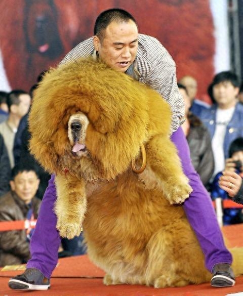 世界名犬欣赏——藏獒！