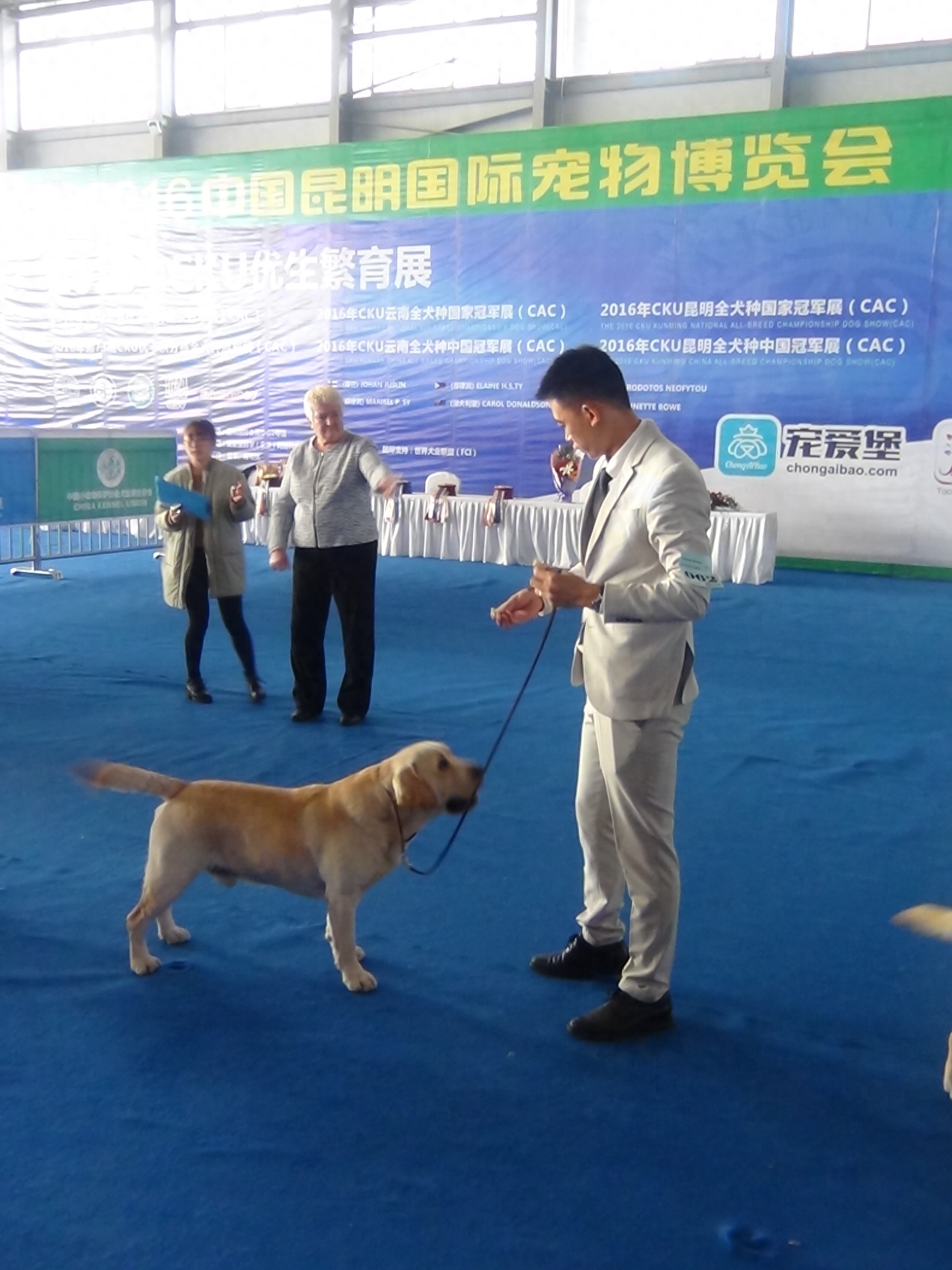 2016昆明国际宠物博览会，拉拉和金毛寻回猎犬展示