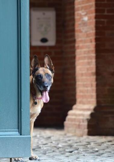 动物图集：大型比利时玛利诺犬