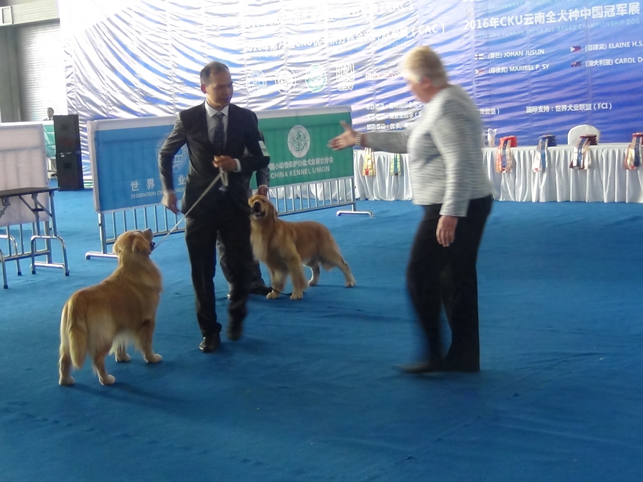 2016昆明国际宠物博览会，拉拉和金毛寻回猎犬展示