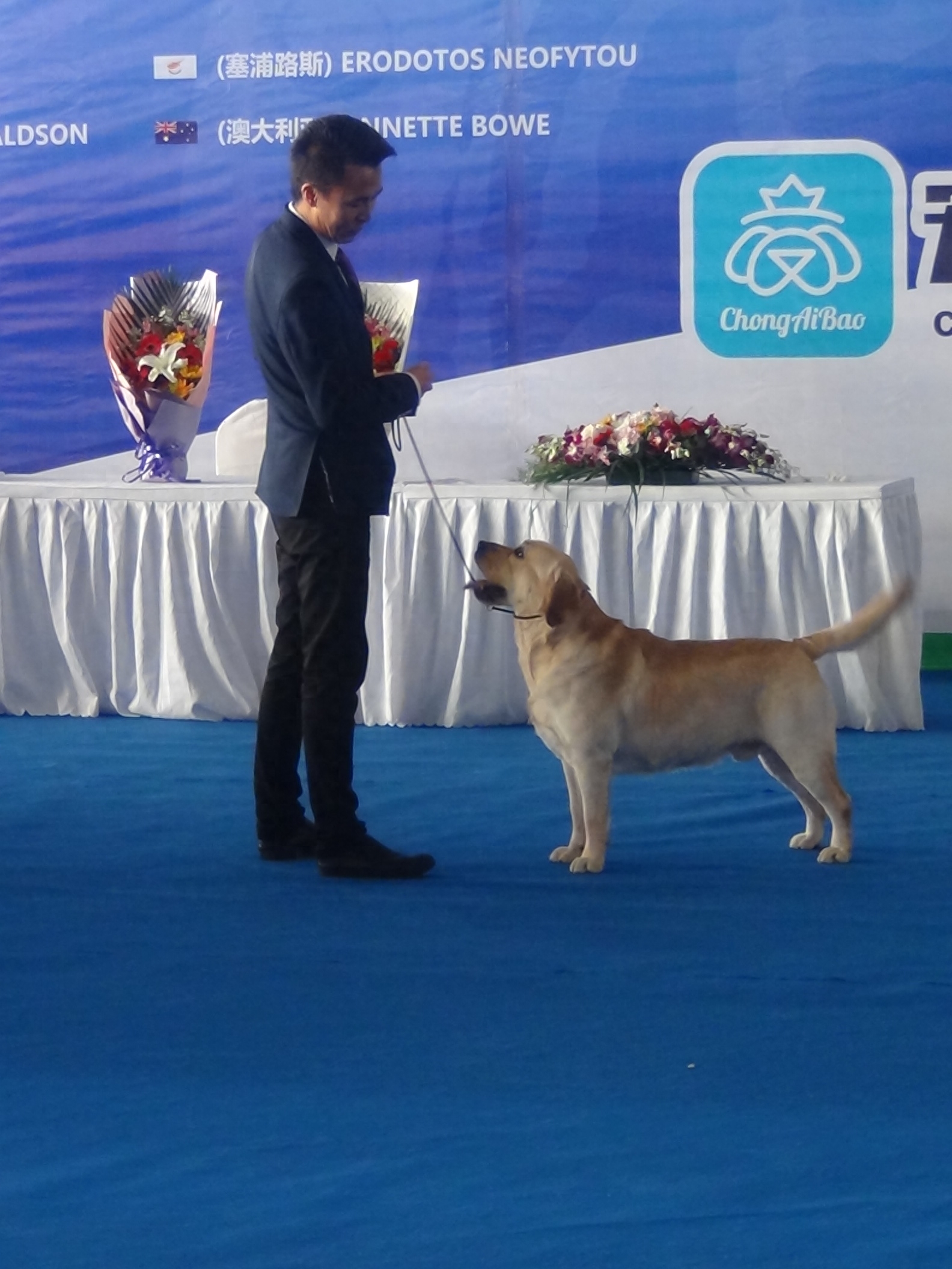 2016昆明国际宠物博览会，拉拉和金毛寻回猎犬展示