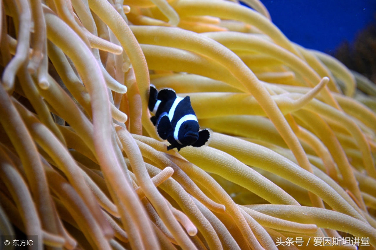 揭露呆萌的Nemo（小丑鱼）隐藏的绝技