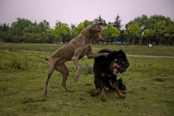 血统纯正的也并非好犬，魏玛犬外貌高雅混合多种优良基因