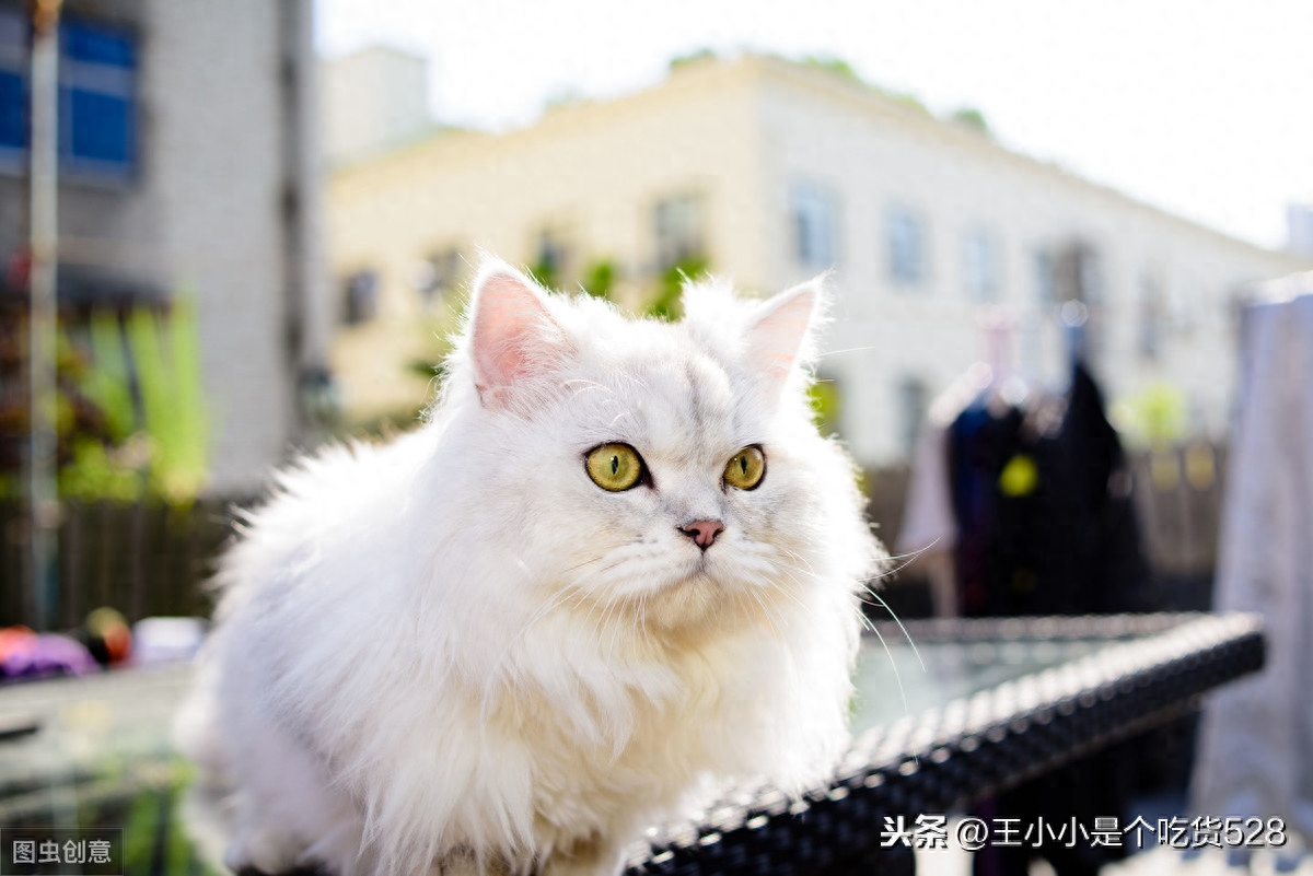 十二星座专属宠物猫，双子座是挪威森林猫，快来挑选你的吧！