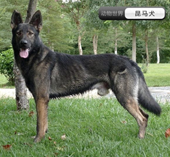 中国亟待拯救的本土犬种