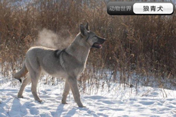 中国亟待拯救的本土犬种