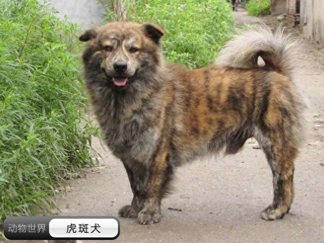 中国亟待拯救的本土犬种